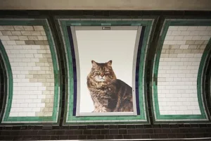 Mittels Crowdfunding hat es das Künstlerkollektiv «Glimpse» geschafft, alle Werbeplätze einer Londoner U-Bahn-Station mit Katzen zu ersetzen.