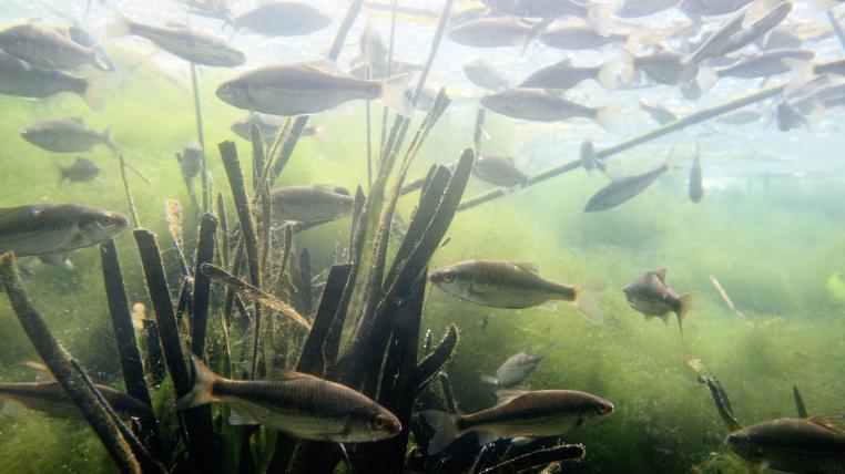 Süsswasserfische
