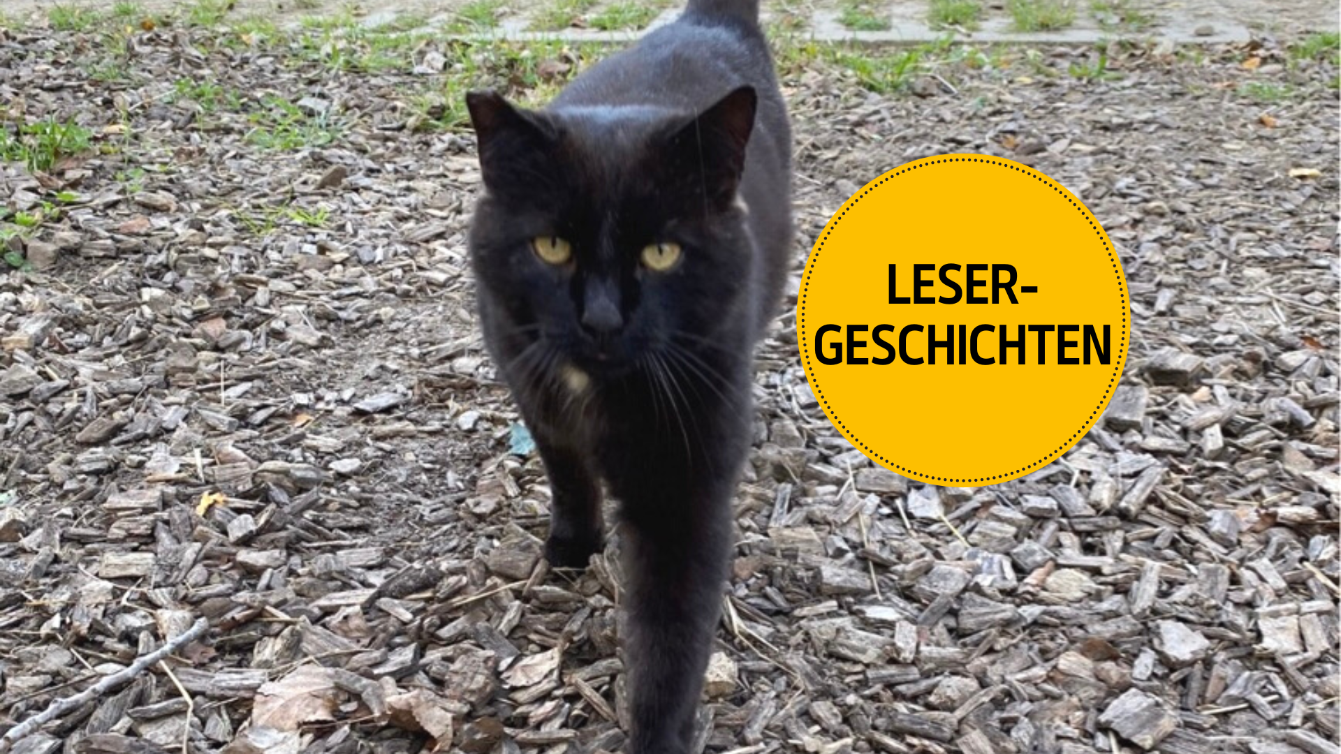Wie Kater Maudi «entführt» wurde