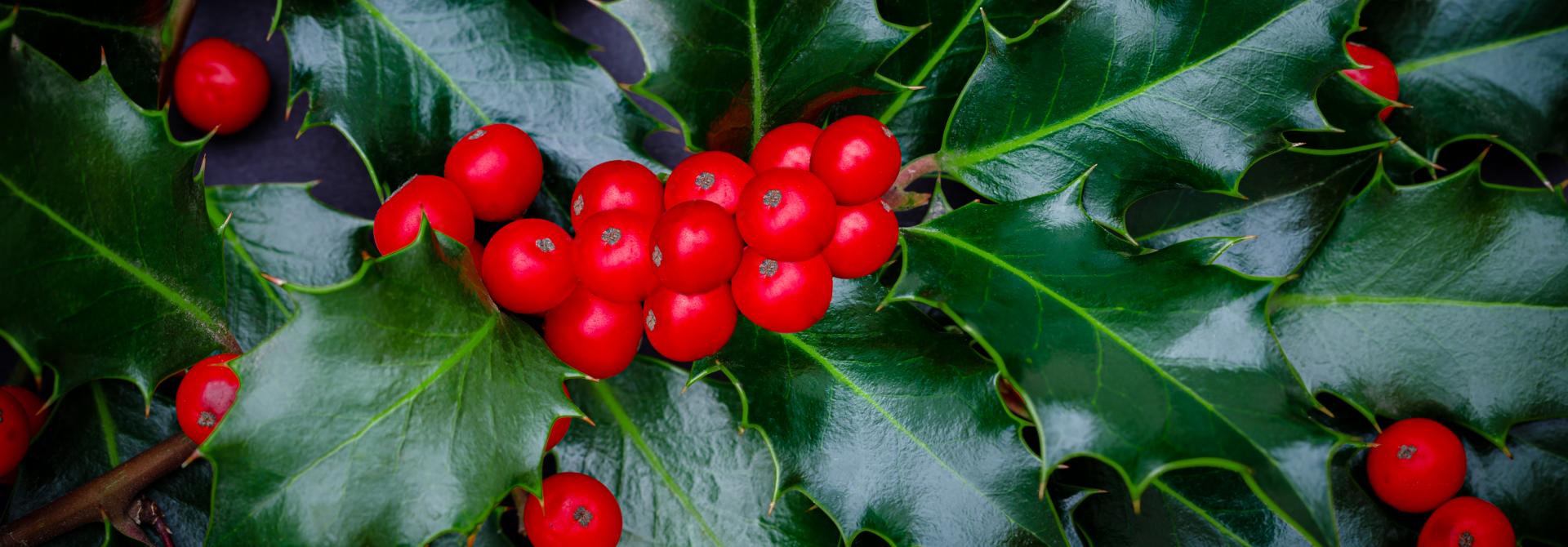 Stechpalme mit Beeren