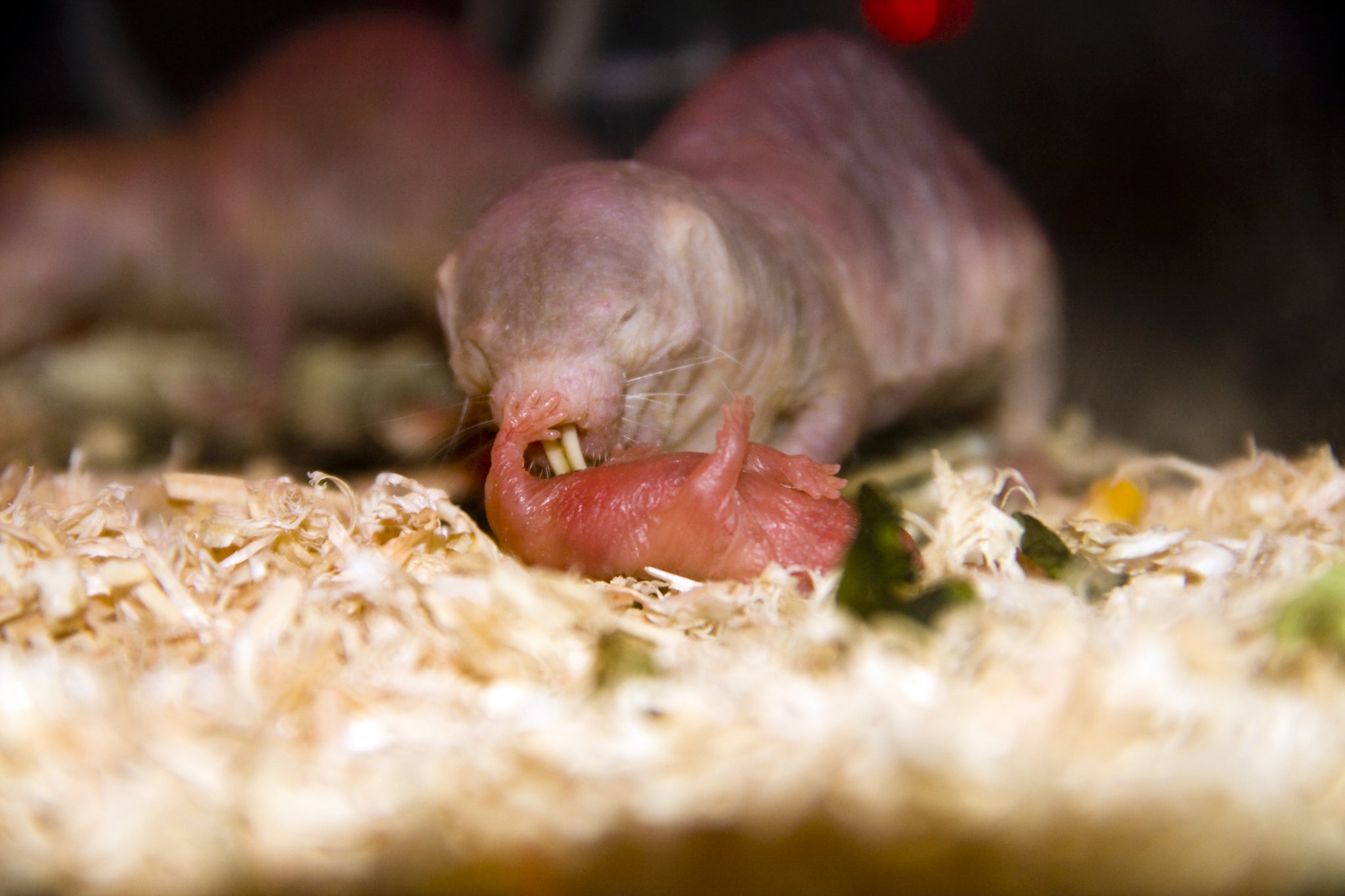 Die besondere Fruchtbarkeit der Nacktmulle