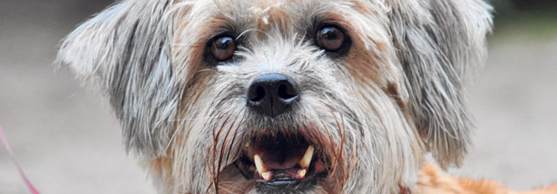 Hund-alt.jpg