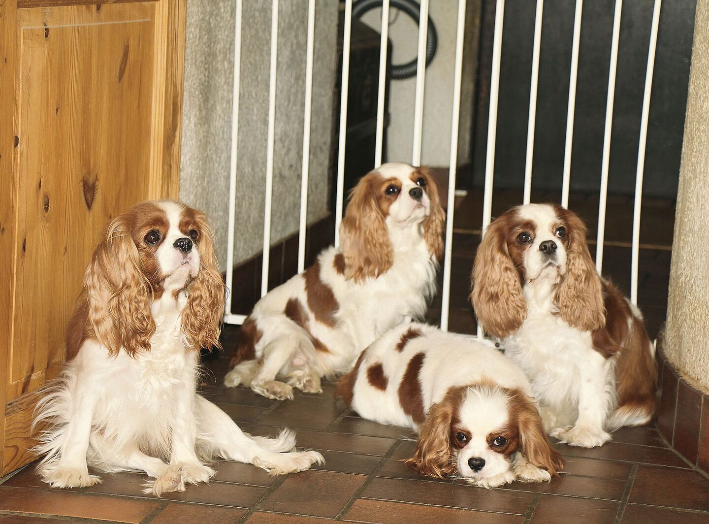 Cavalier King Charles Spaniels, hier blenheim-farbene, sind sehr soziale Hunde.