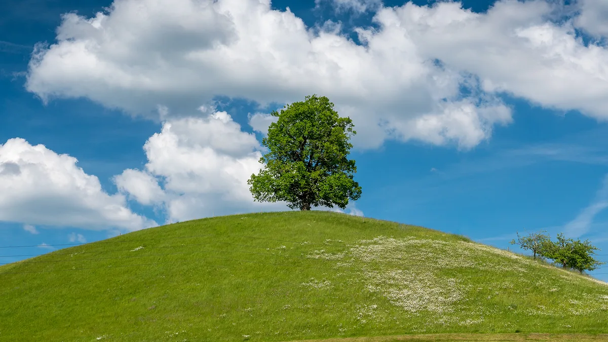 baum_blick Was Bäume längst können und Menschen nie lernen werden