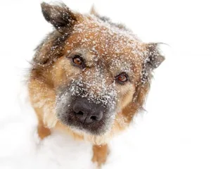 Aus der Kategorie «frostige Hunde, die in die Kamera starren»: Teddy.