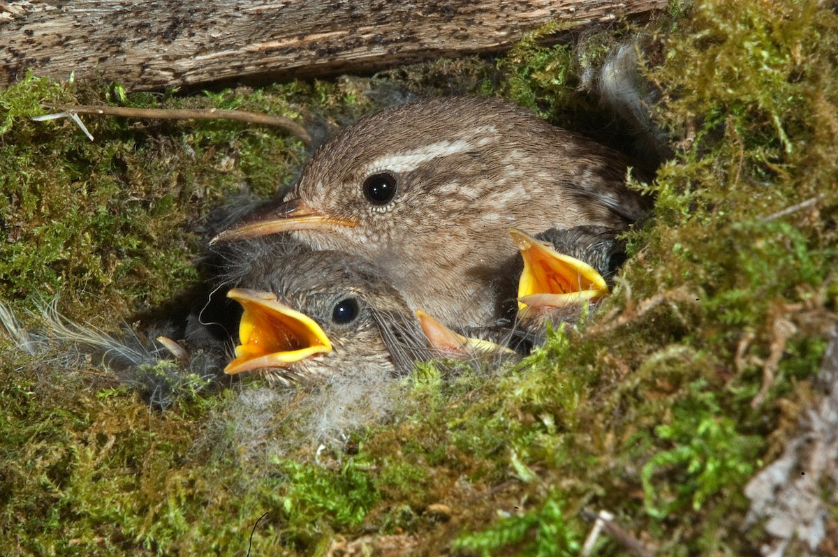 Der Zaunkönig: Winziger Sänger im Asthaufen