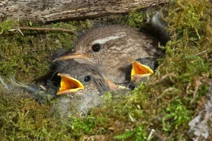 Zaunkönige nisten in Kogelnestern aus Moos. Die Weibchen legen bis zu acht Eier.