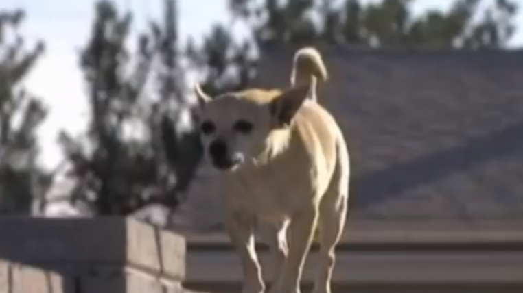 chihuahua.png