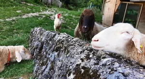 In der Tierschutzstelle im Felsentor leben Tiere mit teils leidvoller Vergangenheit.