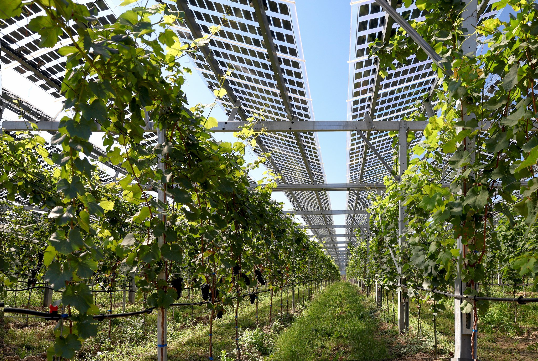 Agri-Photovoltaik: So gross ist das Potential von Solaranlagen auf landwirtschaftlichen Flächen in der Schweiz
