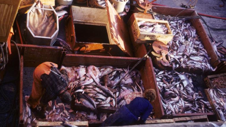 fischfang_by_nc_sa_michael_dr_gumtau_s.jpg