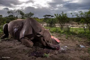 «Memorial to a Species» – «Mahnmal für eine Art» heisst das Bild von Brent Stirton aus Südafrika, mit dem er sich den diesjährigen Gesamtsieg holte. Es zeigt ein in einem Schutzgebiet gewildertes Spitzmaulnashorn. Die Art ist vom Aussterben bedroht.