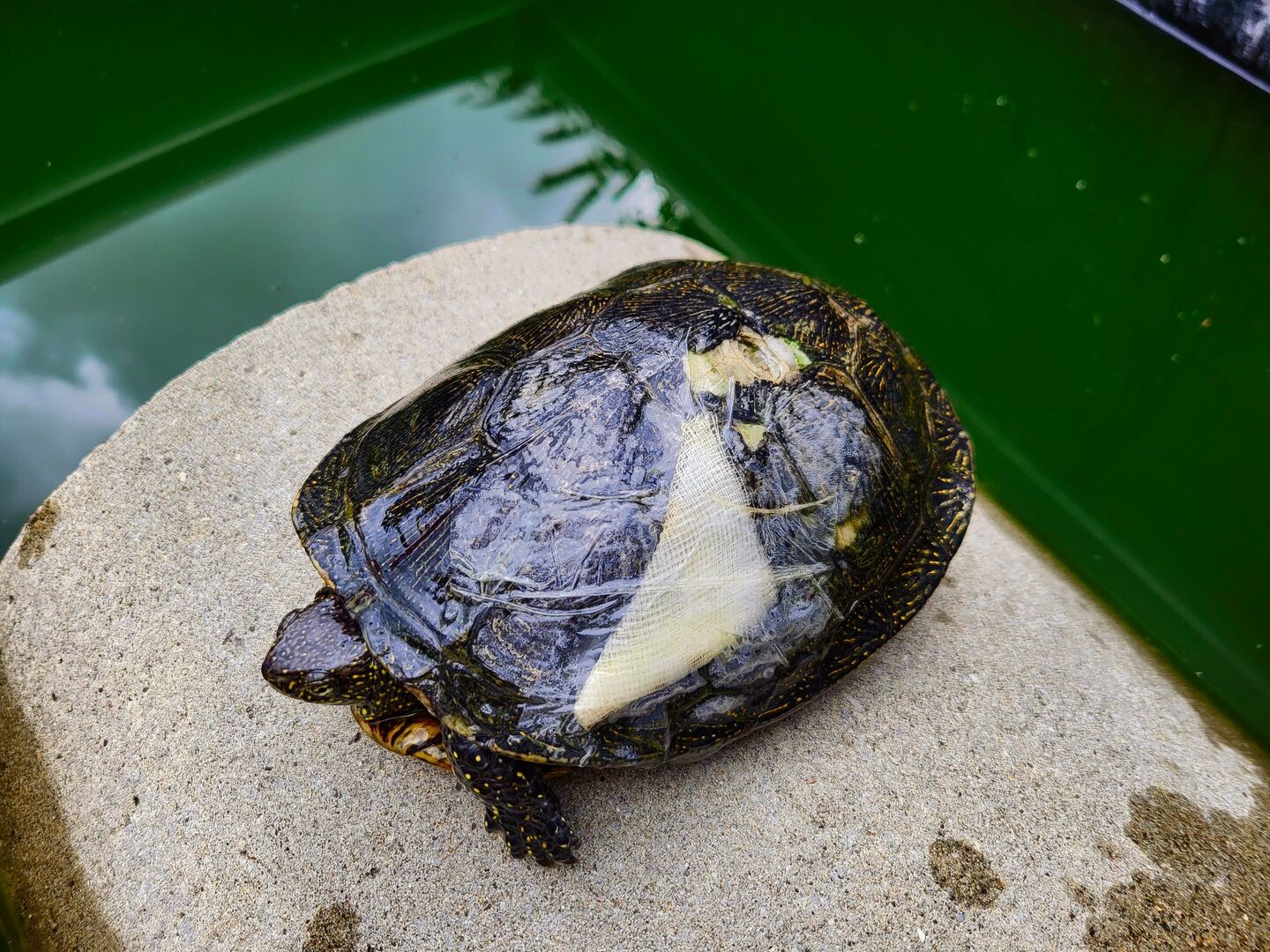 Nicht selten müssen die Hubers abgegebene Schildkrötenzuerst verarzten lassen.