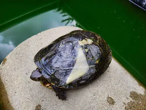 Nicht selten müssen die Hubers abgegebene Schildkröten zuerst verarzten lassen.
