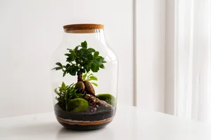 Eine Schritt für Schritt Anleitung für ein eigenes Ökosystem im Glas.