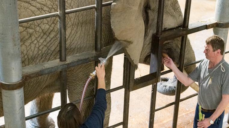 Elefant Zähne putzen
