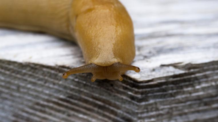 Nacktschnecke