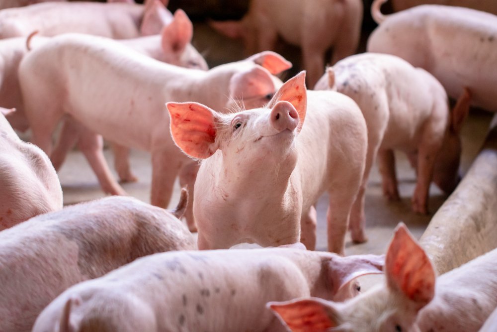 Genmanipulierte Tiere in der Landwirtschaft: Fortschritt auf Kosten des Tierwohls?