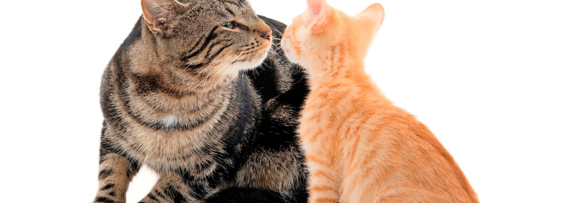 Katzen zusammenführen