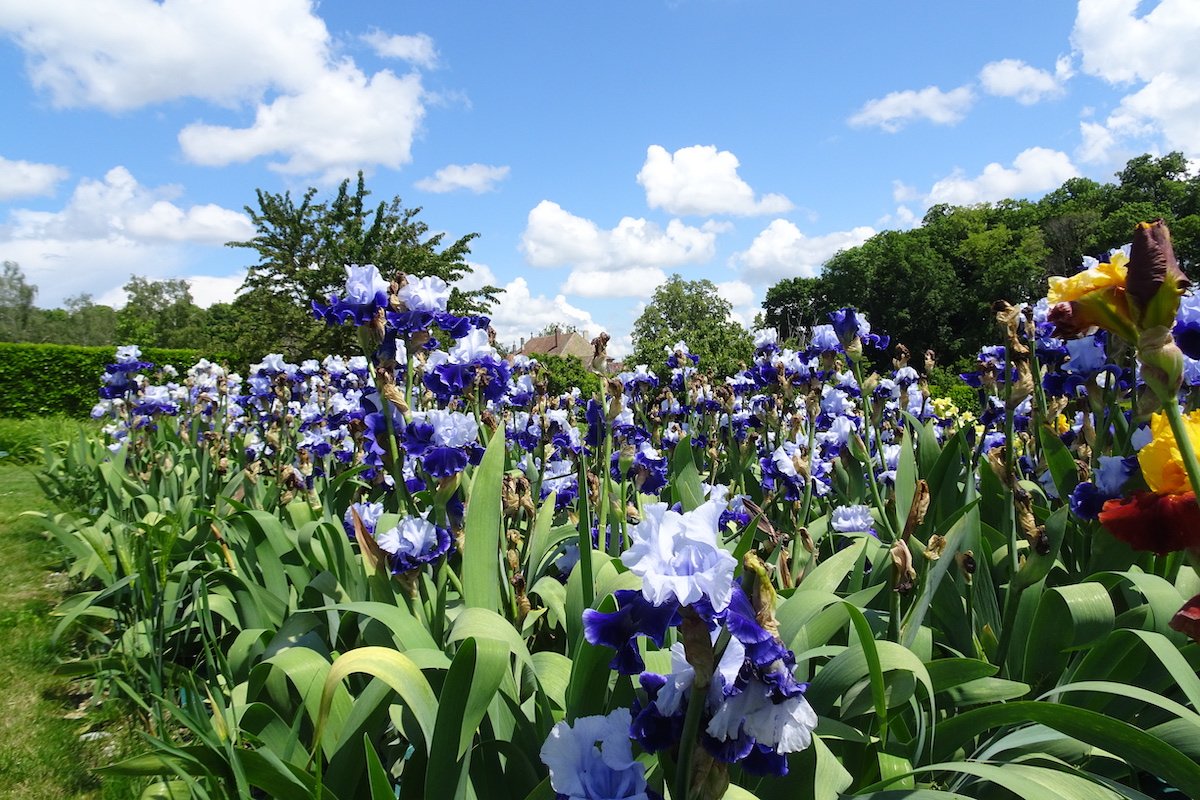 Inmitten von Irisblüten im Château de Vullierens