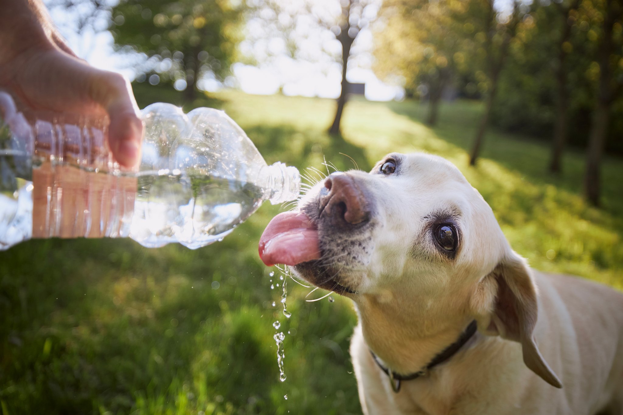 Was machen Tiere bei Hitze?