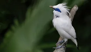 Der prächtige Balistar ist die einzige auf der indonesischen Insel Bali endemische Wirbeltierart. Zwar ist der Balistar auf Bali sowohl bei Einheimischen als auch Touristen bekannt und beliebt –und doch ist er fast ausgestorben. Arg zugesetzt haben ihm Lebensraumverlust und illegale Käfighaltung. Ein Auswilderungsprojekt auf der kleinen Nachbarsinsel Nusa Penida zeigte aber Erfolge.