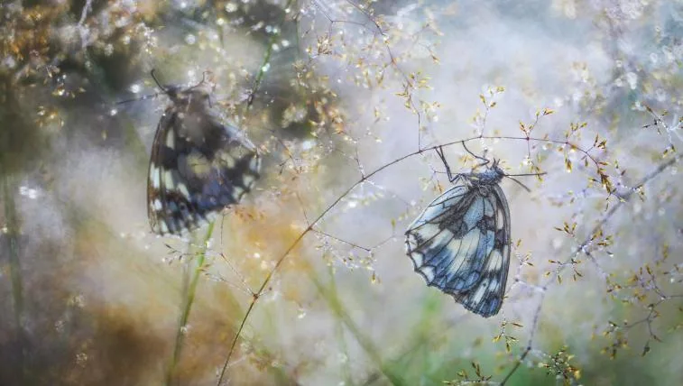 053623307caf832c034c24094b6f410211069bb6 Gewinnerbild WildArt Photographer of the Year