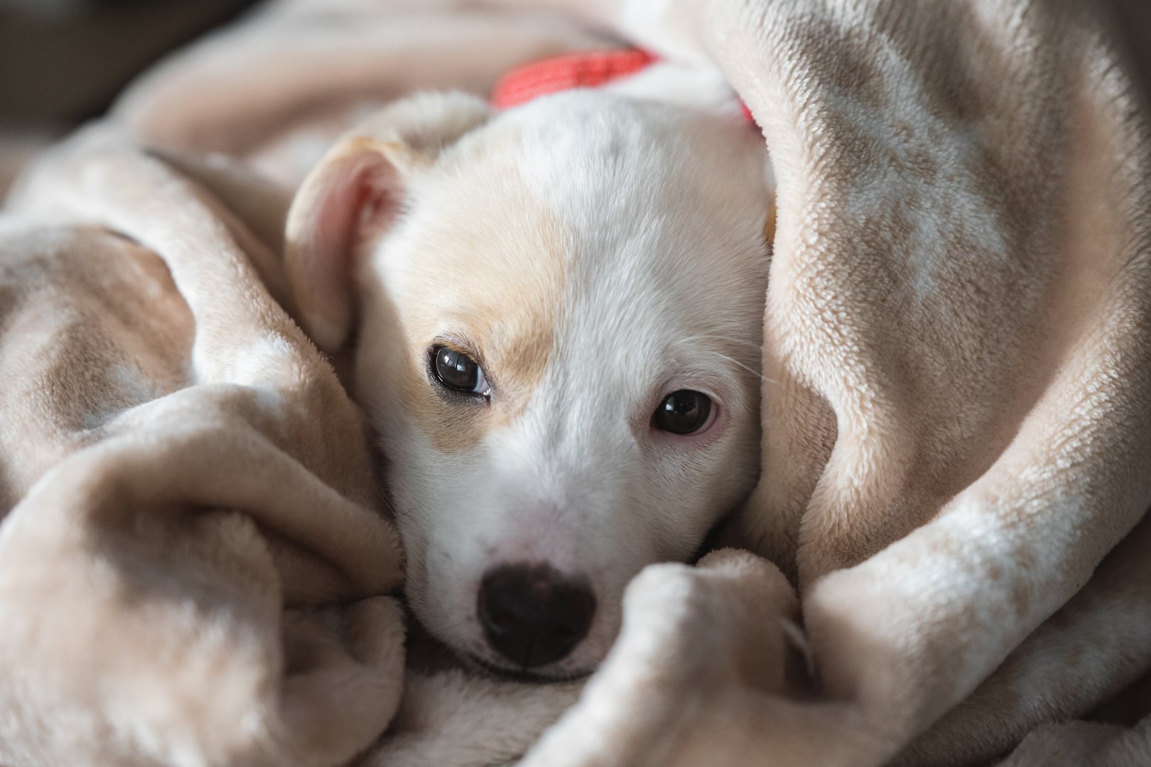 Was passiert, wenn mein Hund eine chronische Krankheit entwickelt – zahlt die Versicherung weiter?