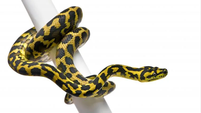 9f33189f542dbaf83049bcc6e1017bee6e1fff2f Rautenpython an Stange