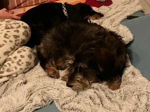 Eine Hundefreundin war im Hundehort schnell gefunden - natürlich auch eine Dackeldame.