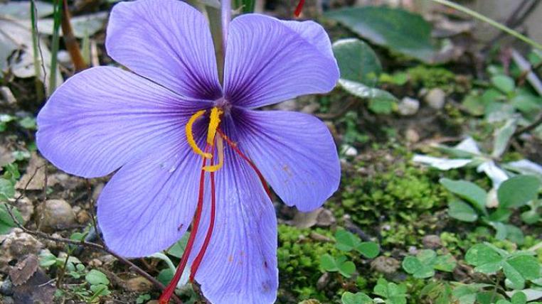 safran-crocus-tommasinianus_rosendahl_s.jpg