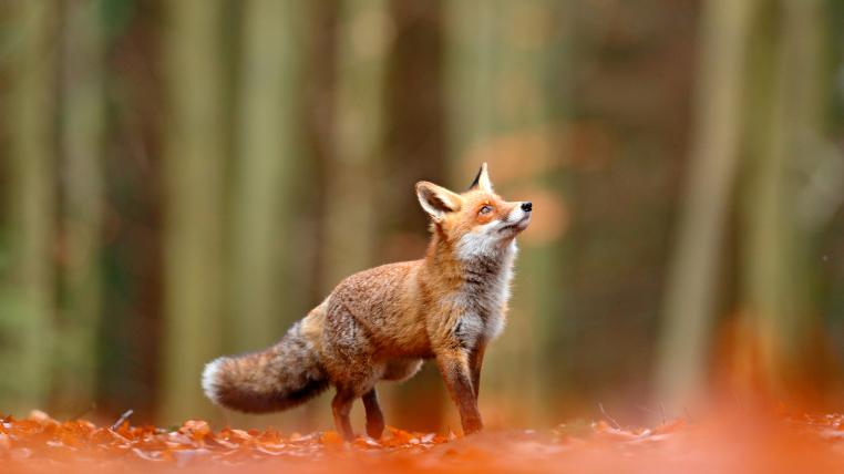 Fuchs im Wald