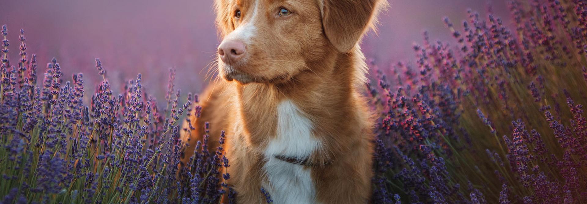 hund-aromatherapie.jpg