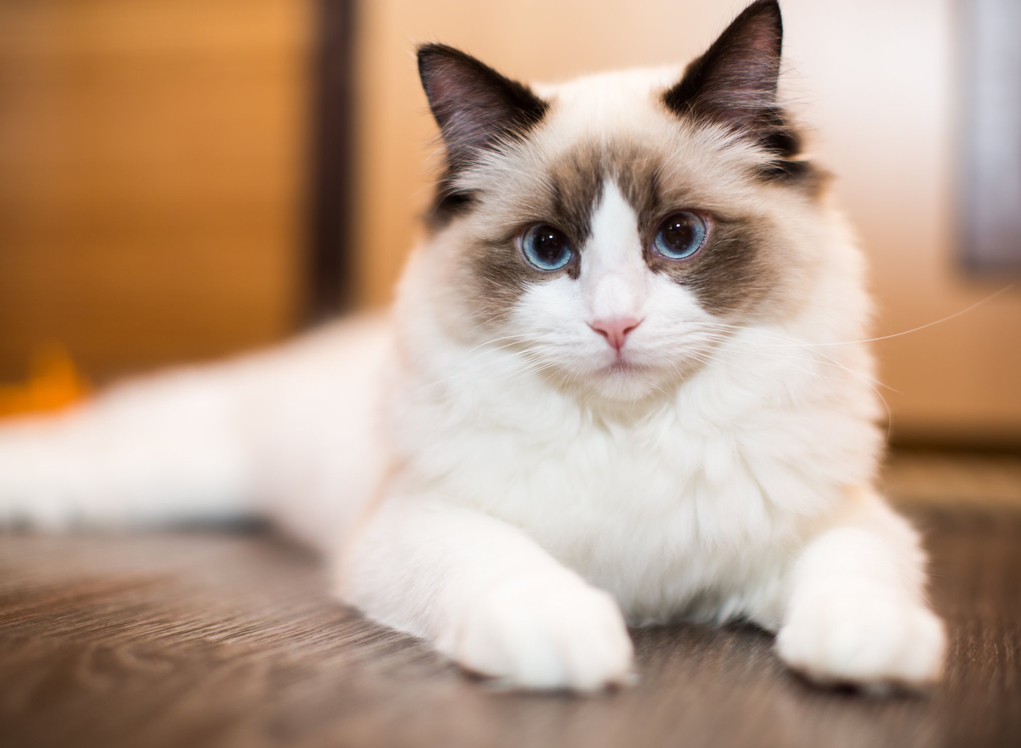 Ragdoll: Die Katze, die Hunde mag