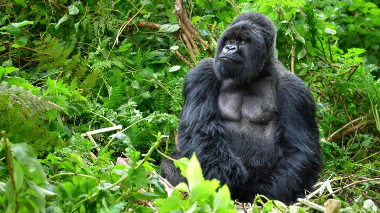 Silberrücken-Gorilla im Bergregenwald