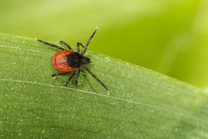In der Natur spielen Zecken eine wichtige Rolle in einem funktionierenden Ökosystem.