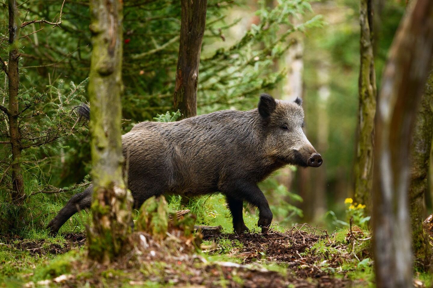 Wildschweine respektieren keine Landesgrenzen.