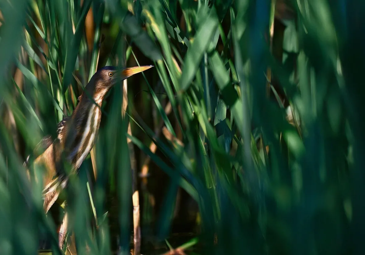eeb039162bb955155de5f6098830e89f11153a3c19a33e17b9bda144bde5c00b fokusbild