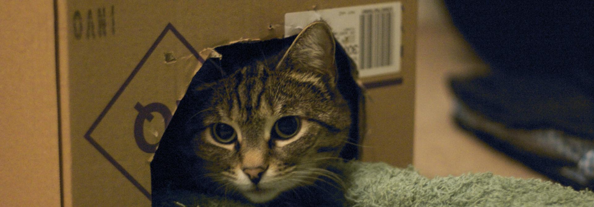 katzenbox.jpg