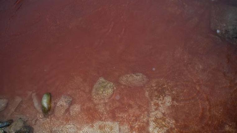 Rote Reuss