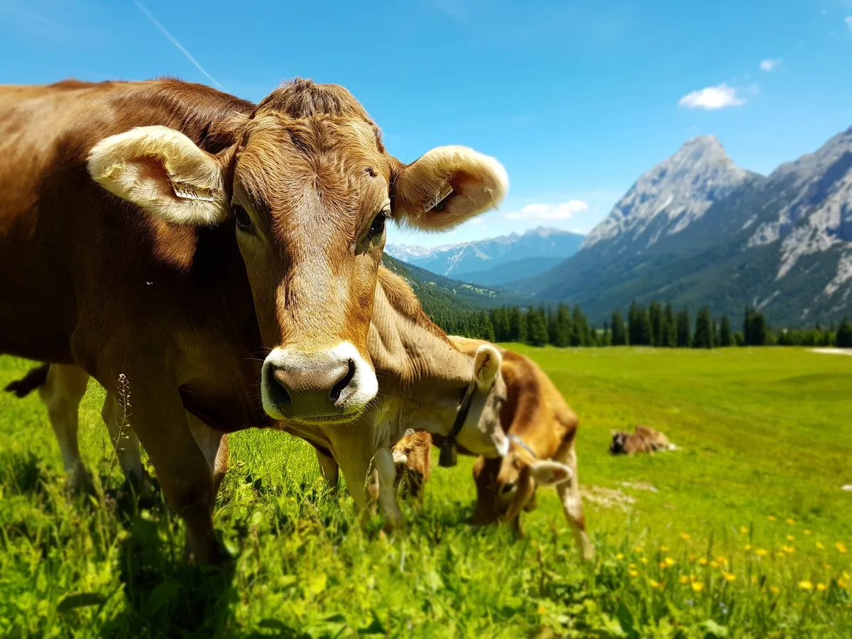 shutterstock_1423144184 Weshalb Kühe keine Klimasünde sein müssen