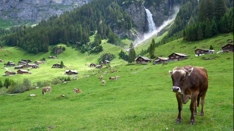 Kuehe auf Alp