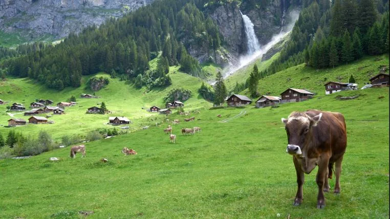 5b1fa29445d617edd69f2dbd4bd4a3bf3323d60e Kuehe auf Alp