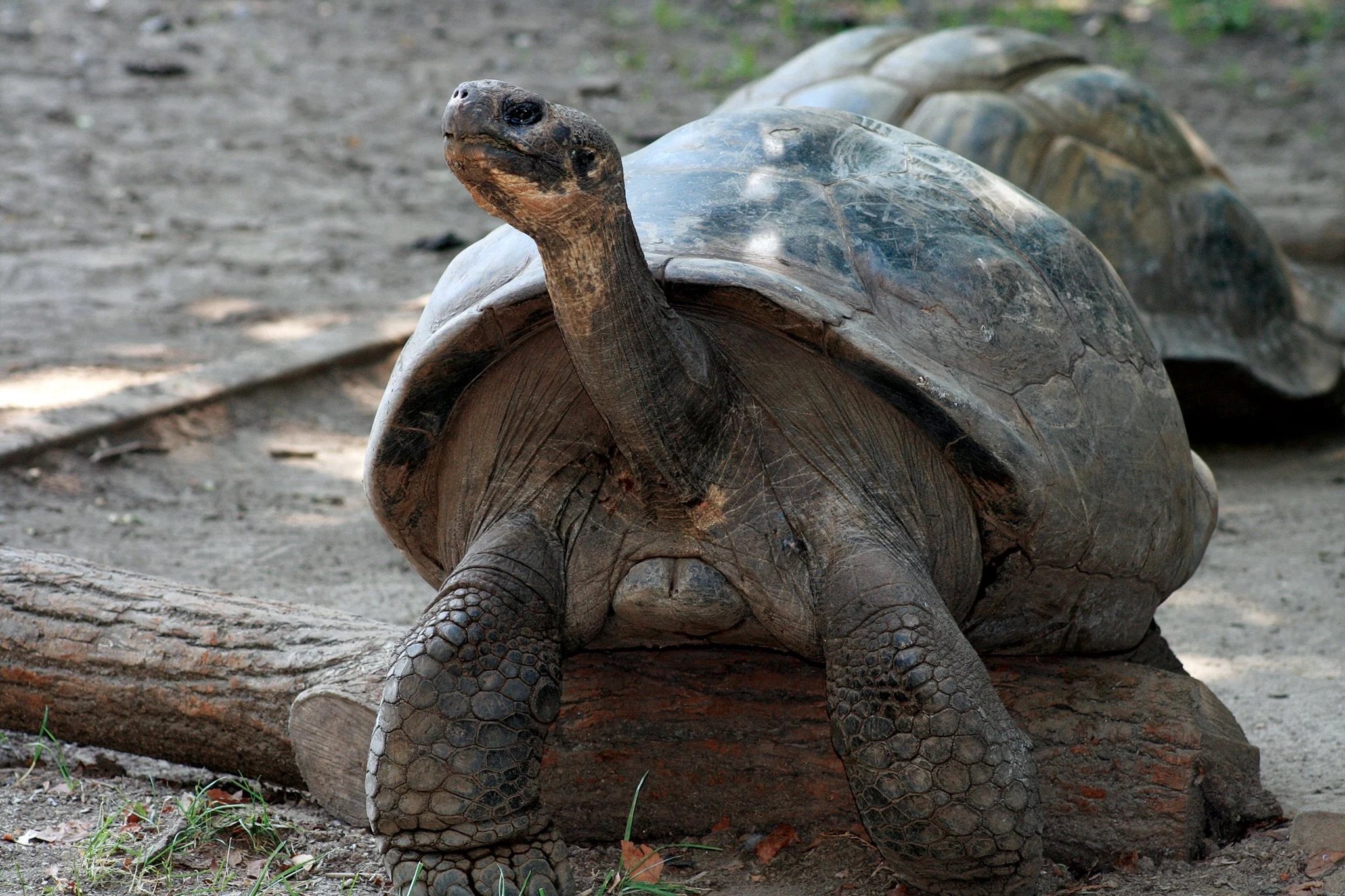 Älteste Erstlingsmutter ihrer Art: Galapagos-Schildkröte Mommy ist im Philadelphia Zoo zum ersten Mal Mami geworden