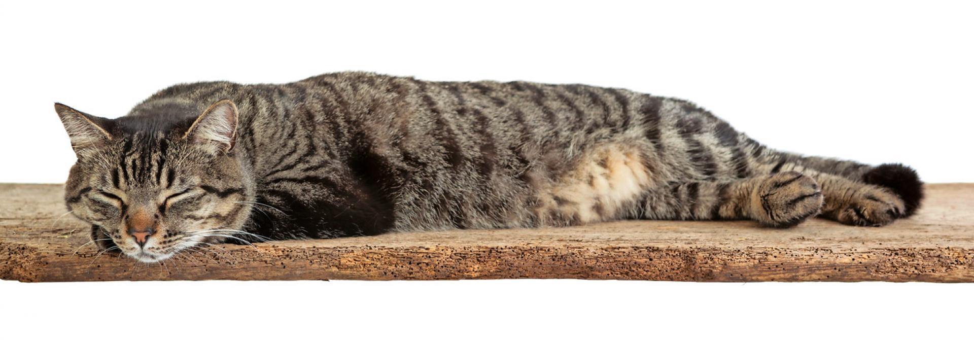 Katze hat Arthrose
