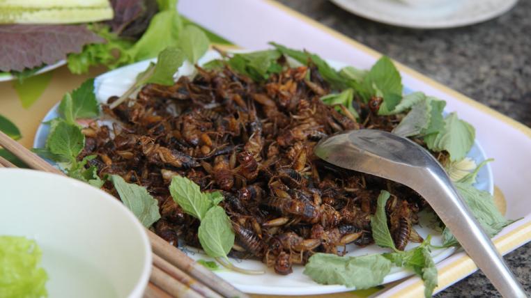 insekten1.jpg