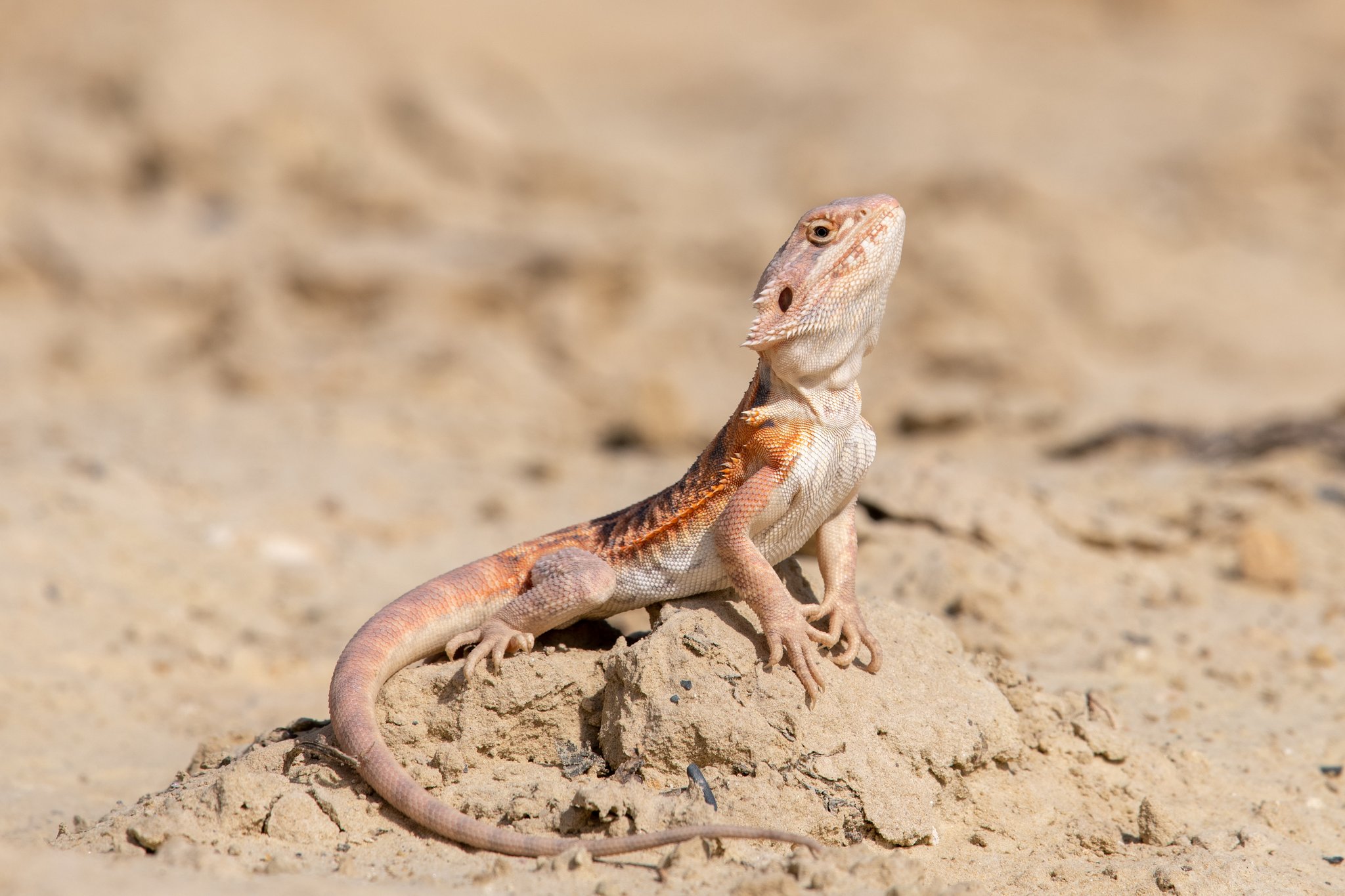 Warum Tiere das Sonnenbad lieben