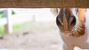 Das equine Herpesvirus verbreitet sich beim Husten oder Schnauben über die Sekrete der Maul- und Nasenschleimhäute infizierter Pferde.