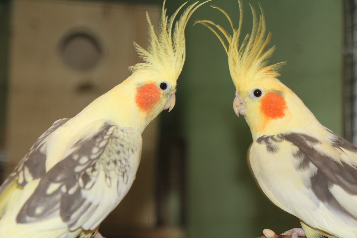 Vögel und Meerschweinchen dürfen nicht alleine gehalten werden