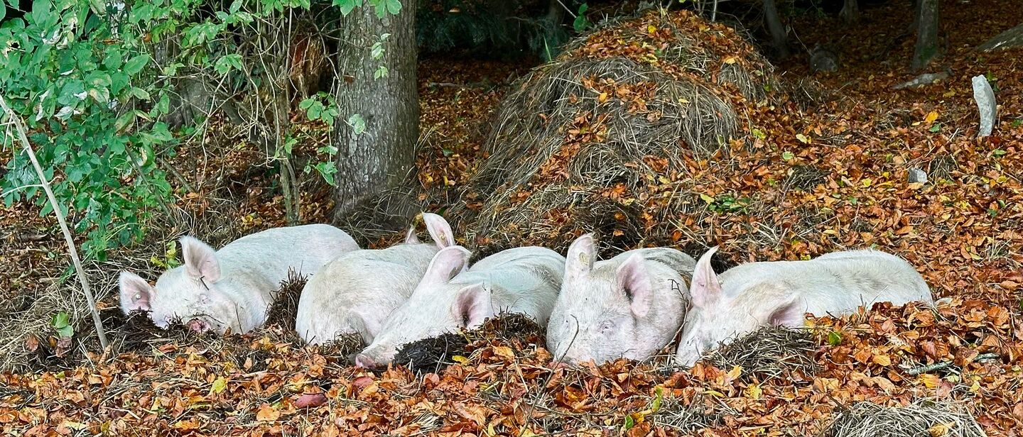 Ihr Nachtlager richteten die Ferkel schon früh am Waldrand ein.